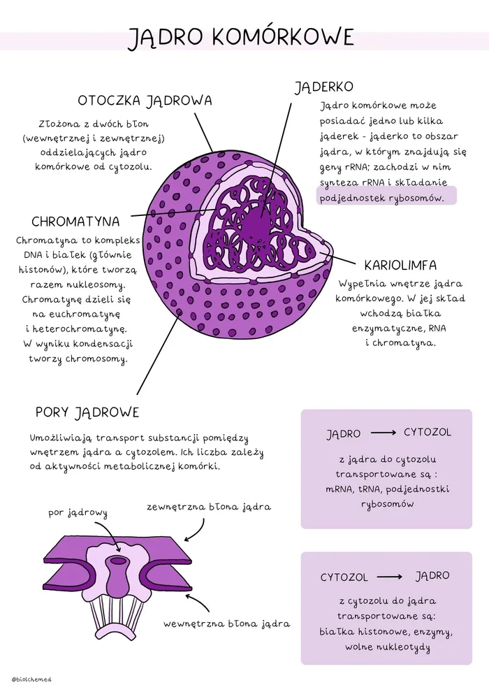 Notatki z biologii: jądro komórkowe