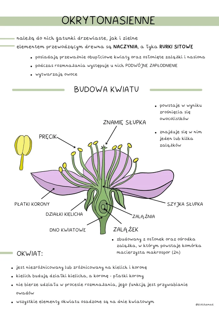 Notatki z biologii: okrytonasienne