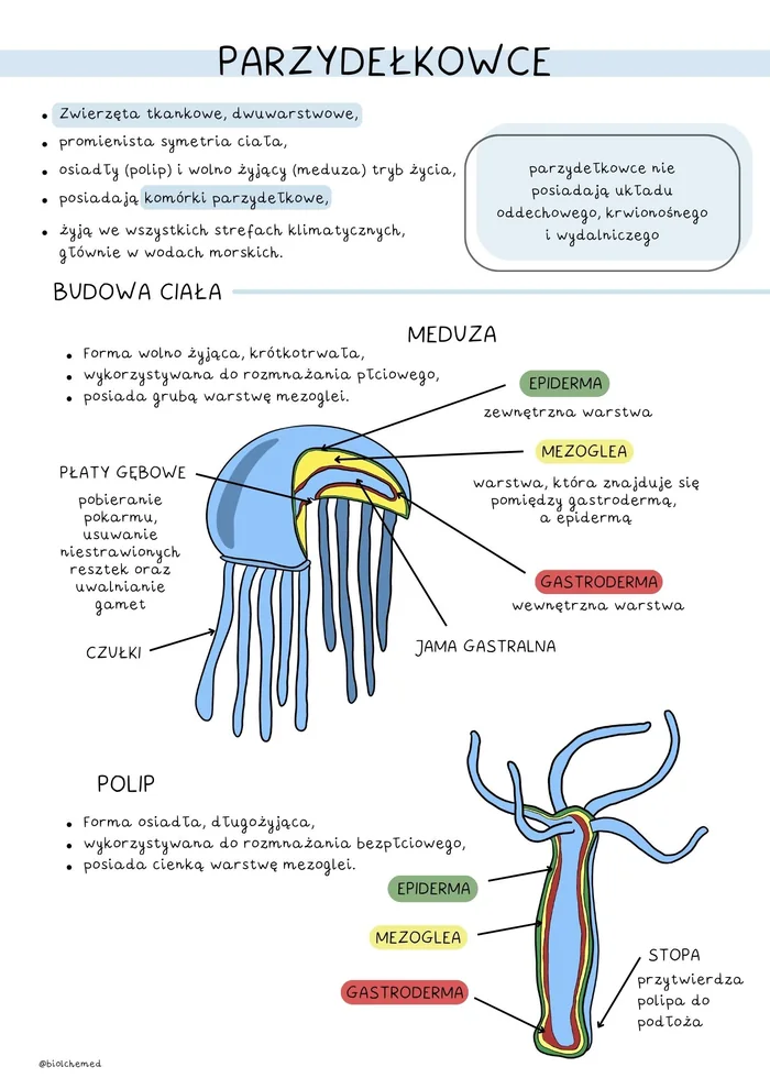 Notatki z biologii: parzydełkowce