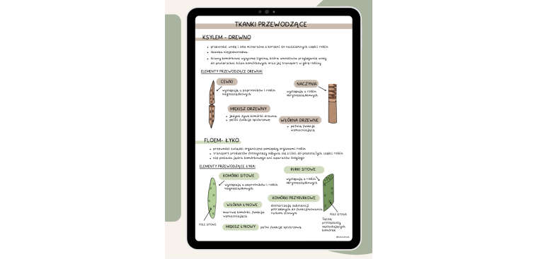 Tkanki roślinne + pytania powtórkowe 