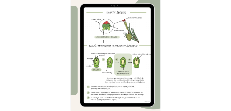 Notatki z biologii cz.II 