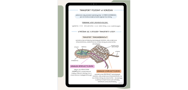 Notatki z biologii cz.II 