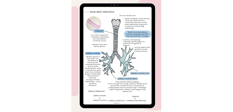 Notatki z biologii cz.III